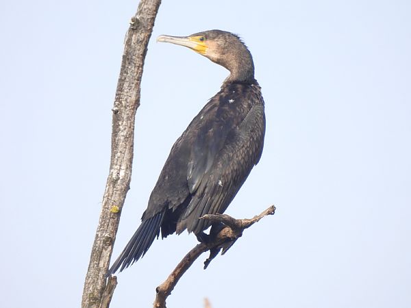 Corb marí gros  - Joan Pessarrodona