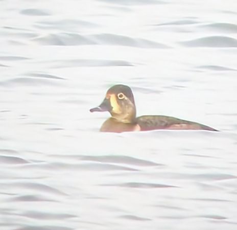 Fuligule à bec cerclé  - Corinne et Ferréol Jouitteau