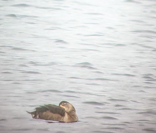 Fuligule à bec cerclé  - Corinne et Ferréol Jouitteau