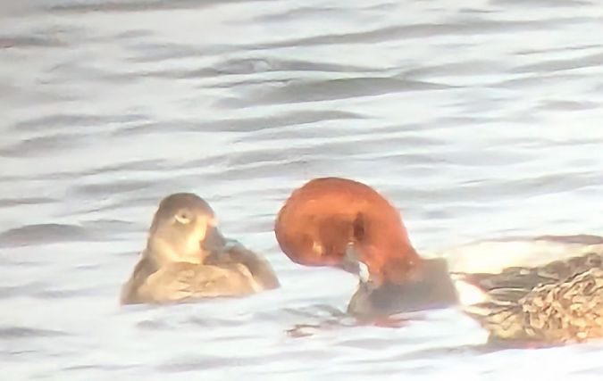 Fuligule à bec cerclé  - Corinne et Ferréol Jouitteau