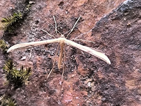 Emmelina monodactyla  - Mirko Tomasi