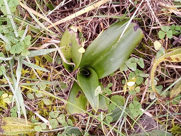 Himantoglossum hircinum  - Thierry Deschatre
