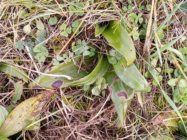 Himantoglossum hircinum  - Thierry Deschatre