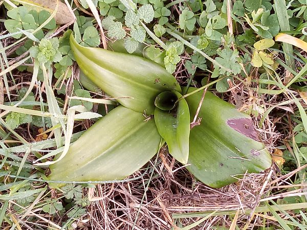 Himantoglossum hircinum  - Thierry Deschatre