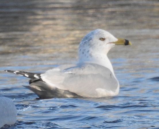 mewa delawarska  - Michał Kowalczuk
