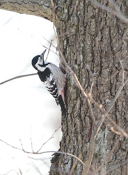 dzięcioł białogrzbiety  - Przemysław Kopacz
