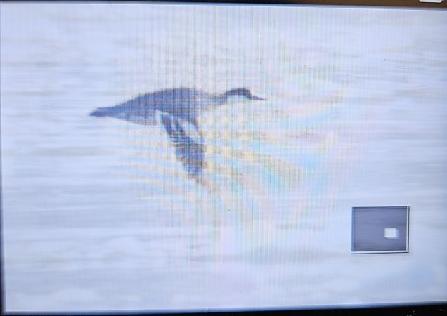 Harle piette  - Anna Kamilewicz-Wicik