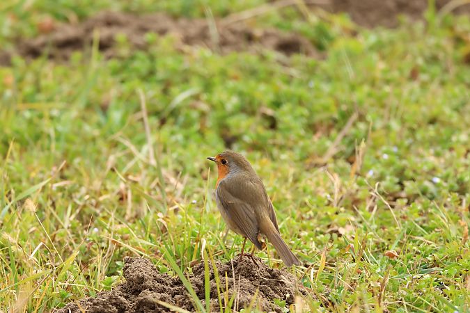 Pettirosso  - Adelfina Aldrovandi