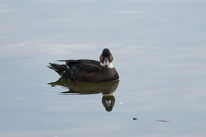 Anatra germanata  - Adelfina Aldrovandi