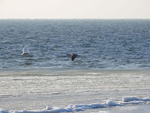 bernikla kanadyjska  - Mikołaj Koss
