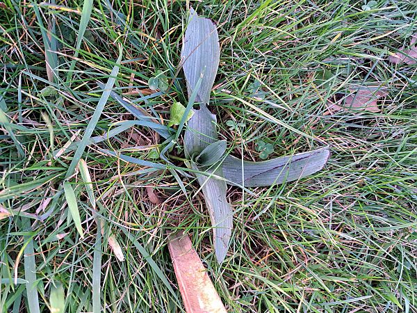 Ophrys apifera  - Tony Gaudry