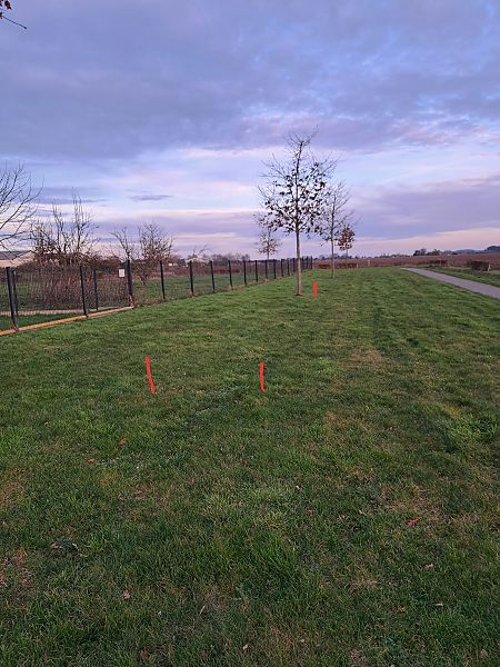 Ophrys apifera  - Tony Gaudry