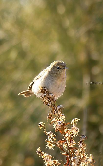 Mosquiter comú  - Jose Molis