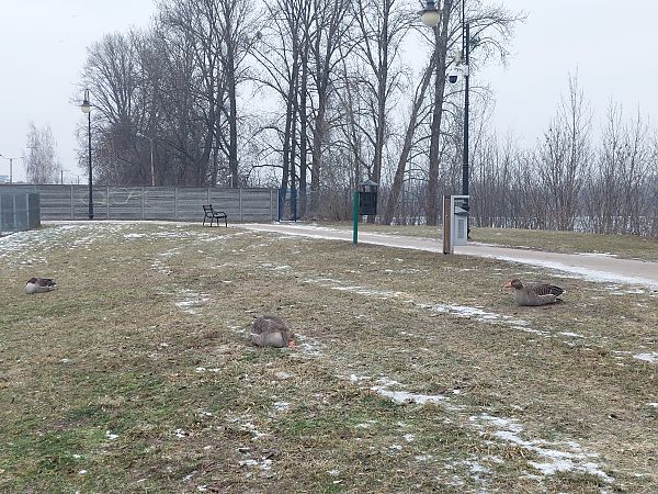 gęgawa  - Andrzej Dylik