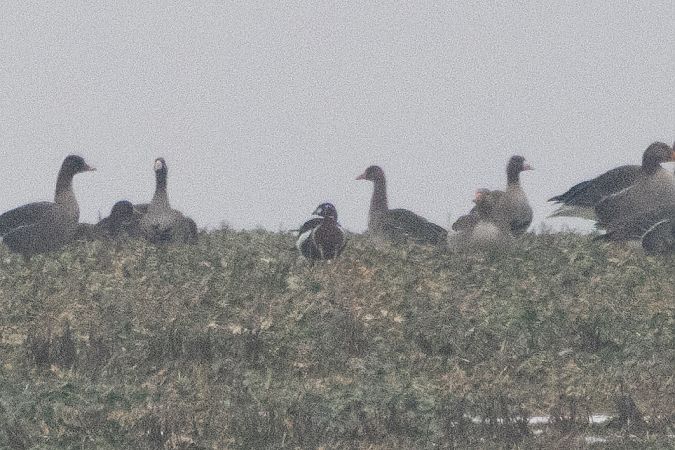 bernikla rdzawoszyja  - Katarzyna Szałas