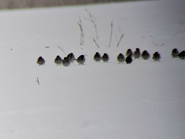 rzepołuch  - Jolanta Adamczyk