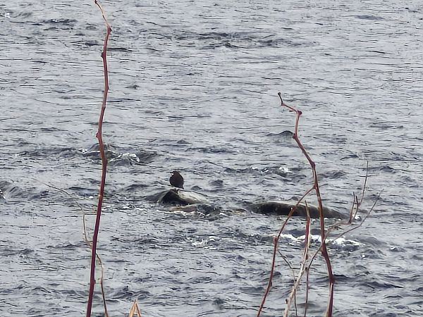 pluszcz  - Łukasz Budny