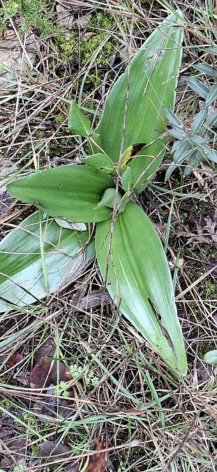 Himantoglossum robertianum 