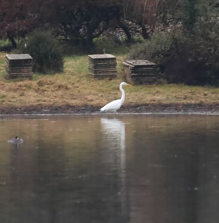 Airone bianco  - Adelfina Aldrovandi