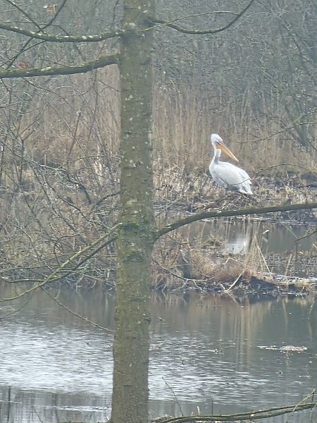 Pélican frisé  - Dimitri BourriÉ
