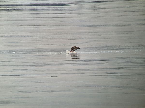 łabędź niemy  - Tomasz Zarzycki