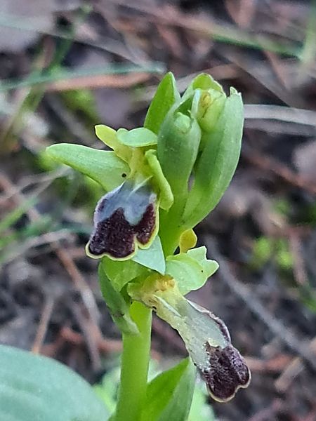 Ophrys forestieri  - Christian Fleury
