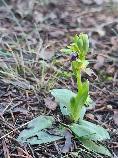 Ophrys forestieri  - Christian Fleury