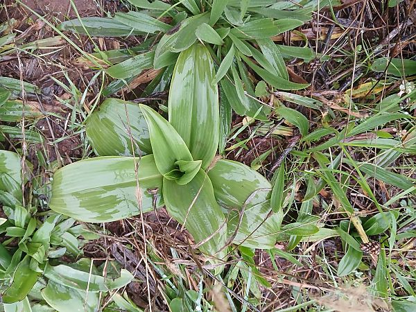 Himantoglossum hircinum  - Alain Falvard