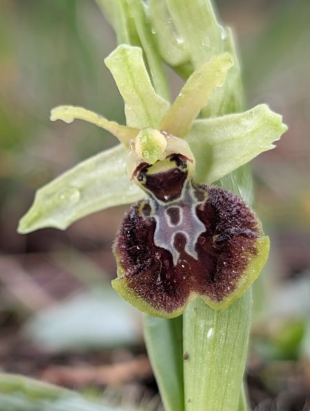 Dactylorhiza occitanica  - Delarbre Sébastien