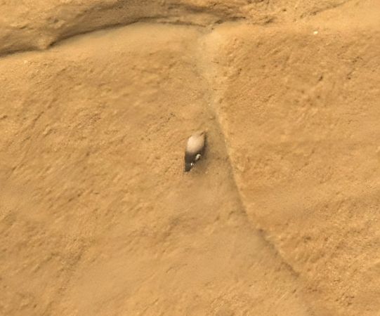 Picchio muraiolo  - Andrea Ravagnani