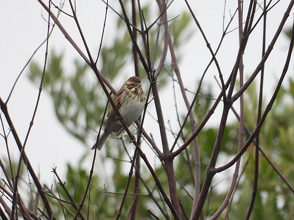 Migliarino di palude  - Andrea Sorrentino