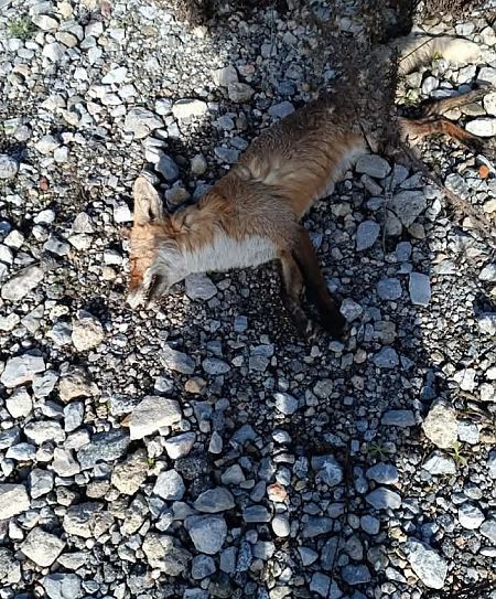 Guineu, guilla  - Enric Ortega