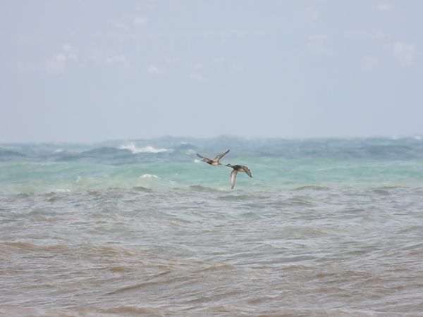 Canapiglia  - Andrea Sorrentino