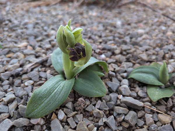 Ophrys lupercalis  - Pierre Brothier