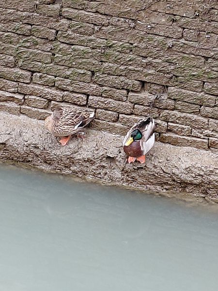 Germano reale  - Leonardo Orefice