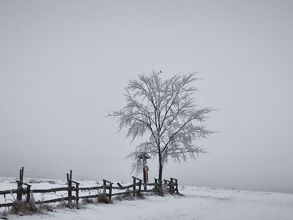 srokosz  - Łukasz Budny