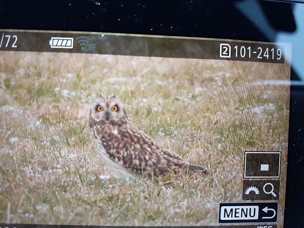 Sumpfohreule  - Robert Kruszyk
