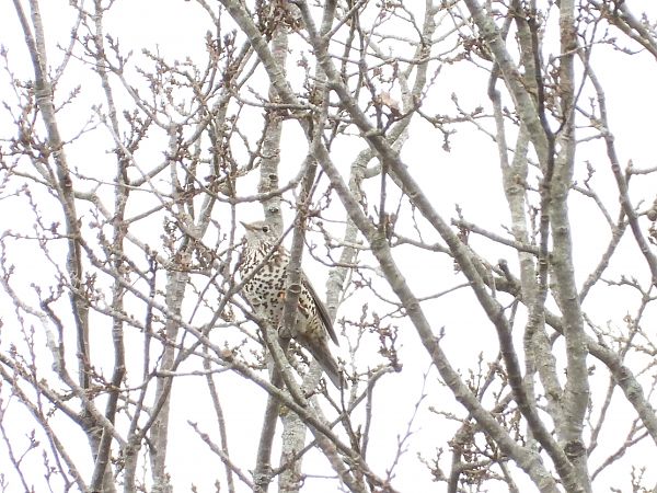 Tordela  - Andrea Sorrentino