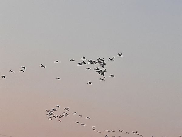 Ibis sacro  - Bassano Riboni