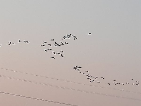 Ibis sacro  - Bassano Riboni