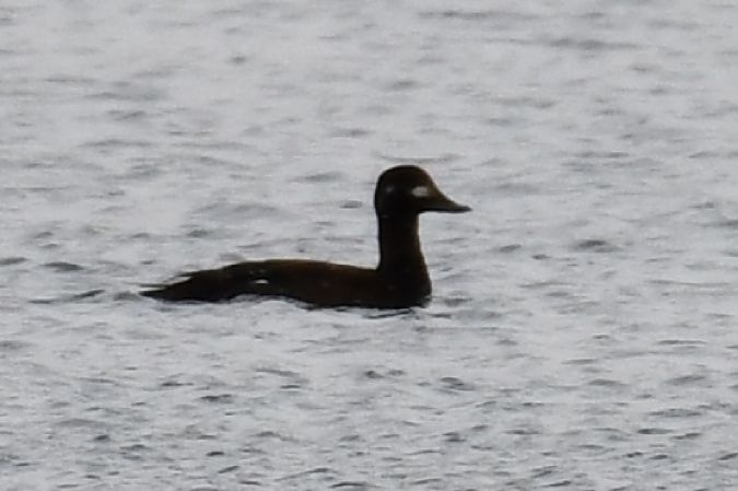 uhla  - Paweł Zaniecki