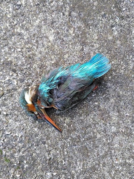 Martin pescatore  - Enrico Vettorazzo