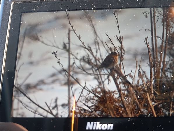 rzepołuch  - Rafał Fudalej