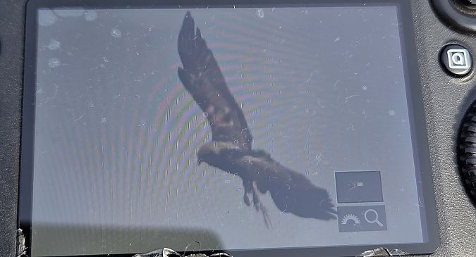 błotniak stawowy  - Sebastian Watras