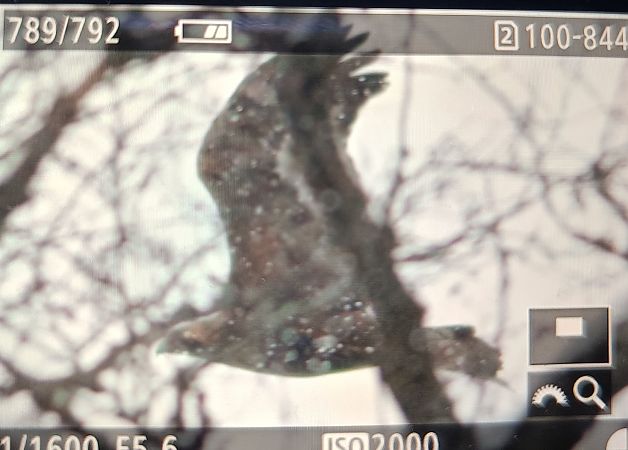 orzeł przedni  - Michał Polakowski