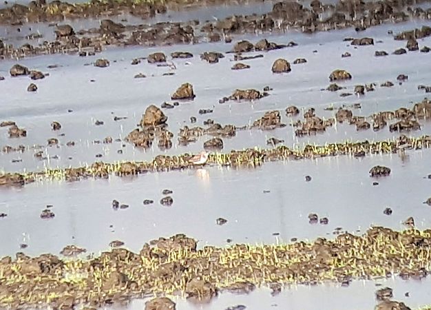 Gambecchio comune  - Lino Lipparini