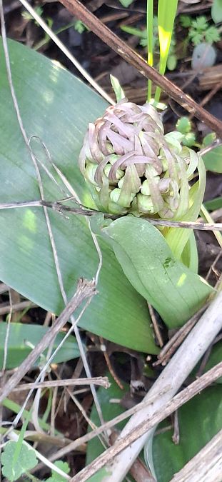 Himantoglossum robertianum 