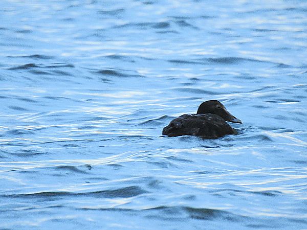 Èider  - Andreu Duclau