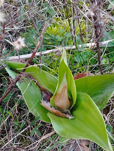 Himantoglossum robertianum  - Gérard Joseph