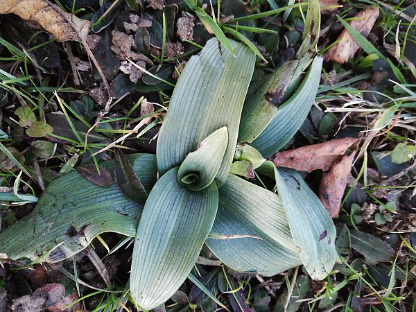 Ophrys apifera  - Laurent Fourneret